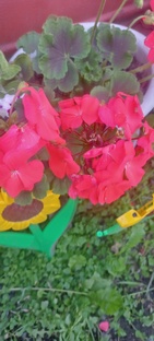 Лето2024, герань цветет