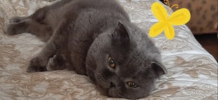 Сказки-рассказки на ночь