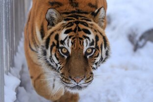 Лучшие питомцы 🐯🐻