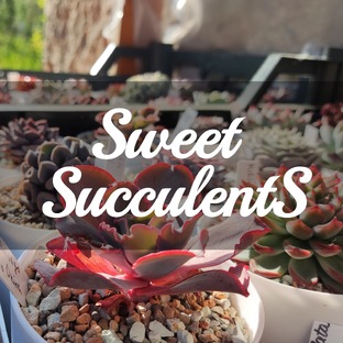 Мои растения