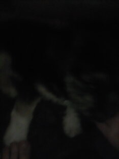 снежные зобавы