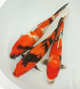 Карпы кои