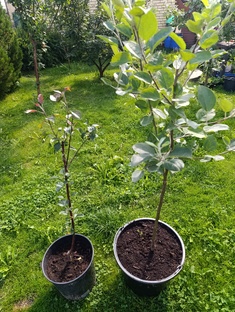 Сад и огород практикуем разное 