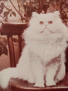 Котяры - СЕДРИК