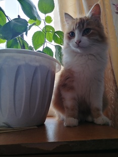 Наш лев, наш тигр!!! Наш Сёма!!! 