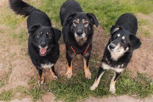 Всяческие всячности