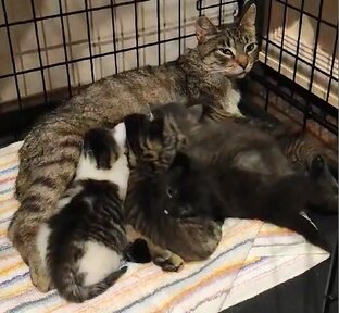 Кошка с котятами, окотилась у щитовой 