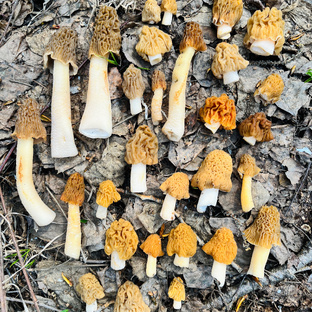 Весенние грибы