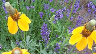 Многолетники из семян.