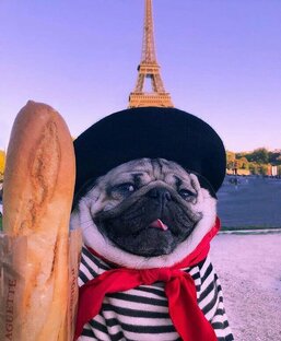 Психология собак