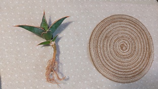 Сансевиерии