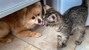 Кошка с собакой