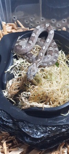Маисовый полоз