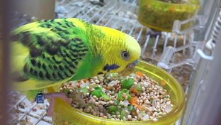 Все сложности и особенности кормления волнистых попугаев