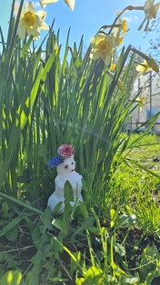 Об уличных растениях 