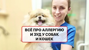 Всё про зуд и аллергию у собак и кошек - самые важные факты