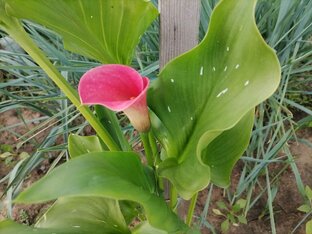 Каллы🌺и канны🌺