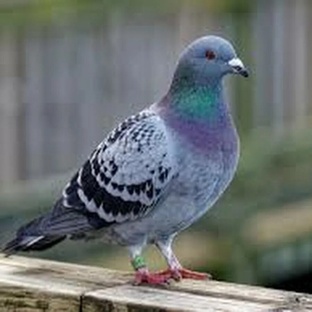 Голубь: не просто птица на балконе. Научные секреты городского философа