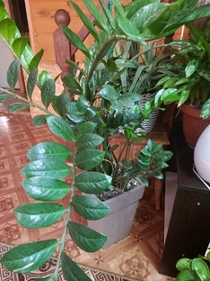Замиокулькаса