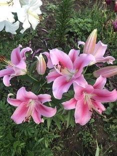 Цветули у Светули 