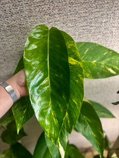 Выращивание растений на тотемах