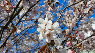 Парки, сады и скверы
