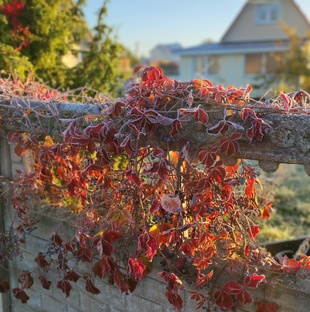 Мой сад в Ленинградской области