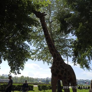 Рубрика ДНЕВНИК МОИХ ДОСТИЖЕНИЙ 