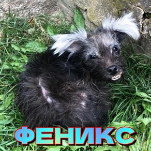 ФЕНИКС (ФЕНЯ) - обаятельный страшненький пострадалец. Чуть не замерз на улице...