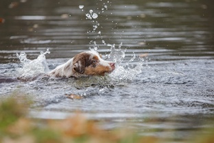 Любят ли аусси воду? Очень! 