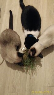 О кошках и собаках. Мои кошечки.