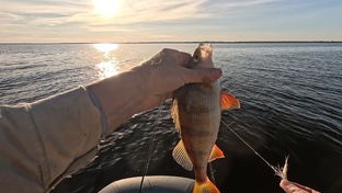 Рыбалка ролики