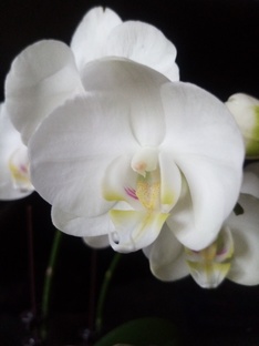 Времена года в крестиках