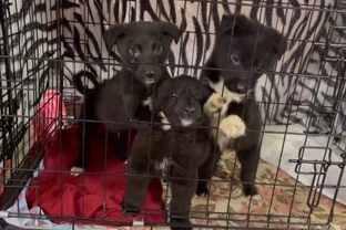 Атос, Портос и Арамис 