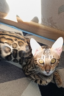 Бенгальская кошка!