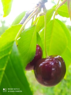 Статьи про дачу