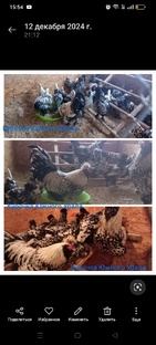 Павловское Серебро)