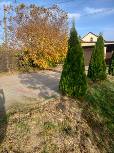 Деревья•Кустарники•Туи