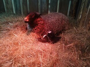 Овцы романовские и кросс дорпера 