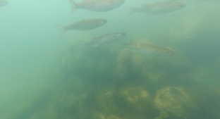 Море. Лето