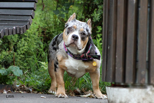 Американский булли 