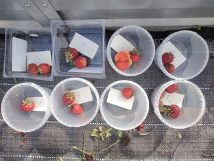 Лаборатория под открытым небом: Наши дачные исследования