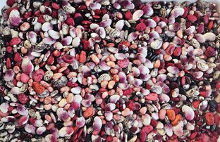 Продажи семян.