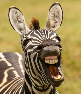 Приколы с животными