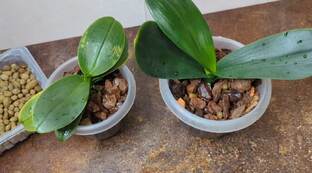 Орхидеи в Серамисе.