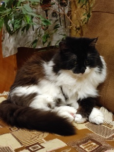 Кошка на даче 