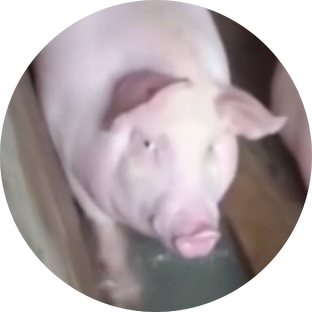 DIV – продукт, дизайн