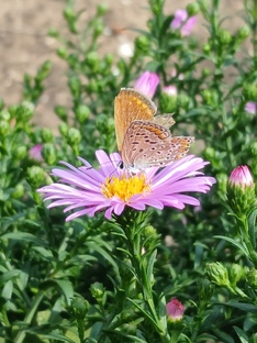 Насекомые 🦋