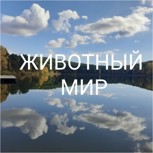 Фауна. От жучков, бабочек до крупных представителей животного мира.