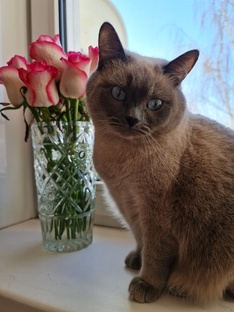 Таюша Плюша и Компания.